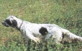 Setter Anglais GIAN DEL DIANELLA Setter Anglais GIAN DEL DIANELLA